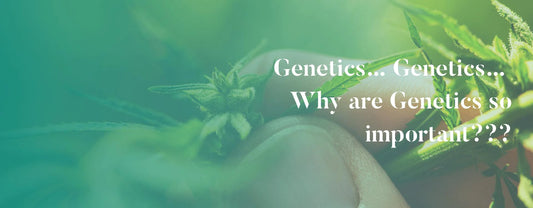 Genetics… Genetics… Why are Genetics so important??? - AlohaHemp