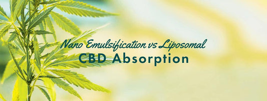 Nano Emulsification vs Liposomal CBD Absorption - AlohaHemp